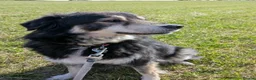 Mixed Breed dogs for adoption: Ivy, 2018. Sweet girl. in Insch - Advert 5