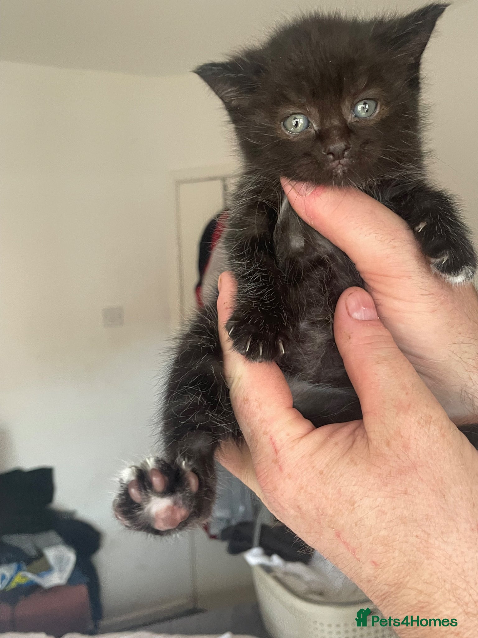 Domestic Shorthair cats 4 beautiful male kittens.  - Advert 6