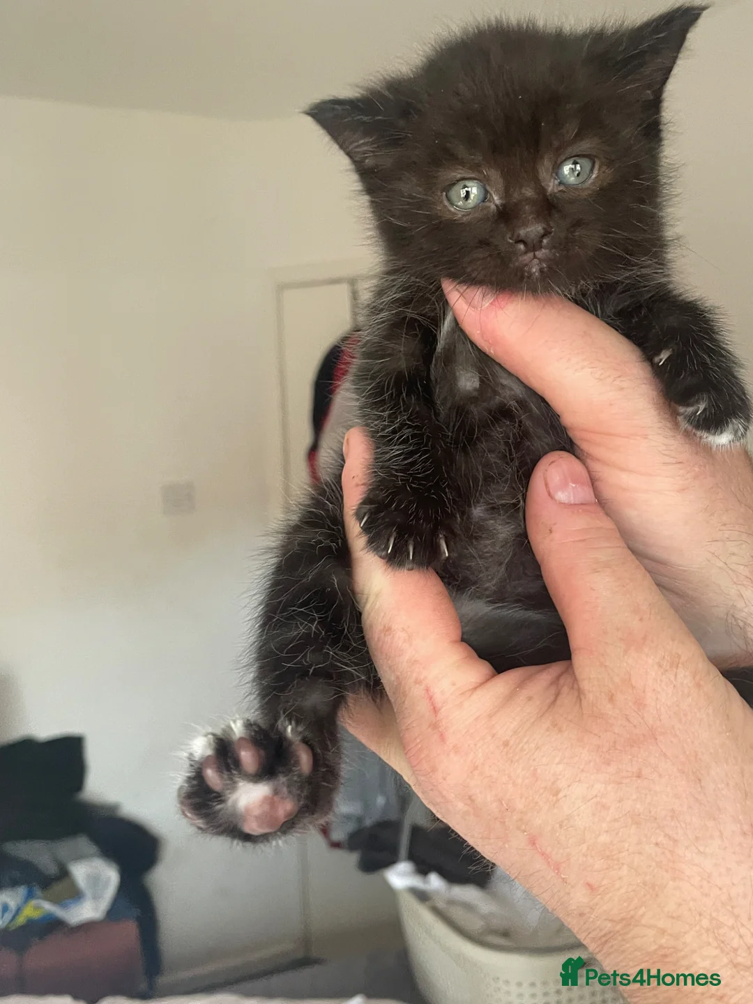 Domestic Shorthair cats for sale: 4 beautiful male kittens.  - Advert 1