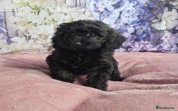 Cockapoo dogs for sale: sable & phantom & tri colour cockapoo puppies  - Image 26