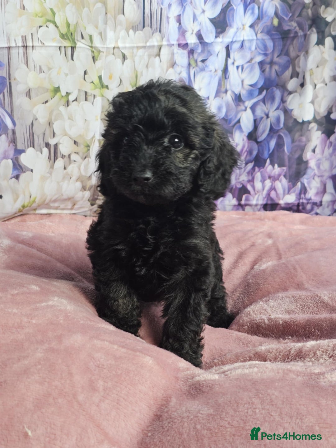 Cockapoo dogs for sale: sable & phantom & tri colour cockapoo puppies  - Image 26