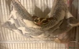 Sugar Glider rodents for sale: 2 female sugar gliders for sale - Image 6