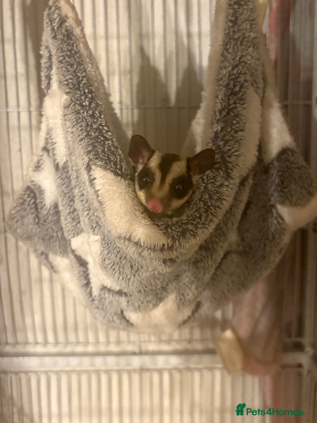 Sugar Glider rodents for sale: 2 female sugar gliders for sale - Image 6