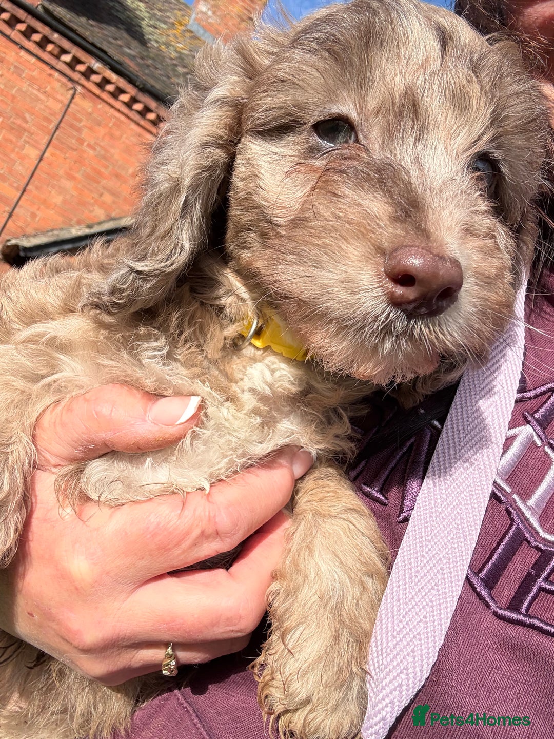 Cockapoo dogs for sale: F1 Cockapoo Puppies - Image 7