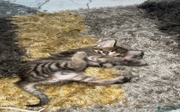 Domestic Shorthair cats for sale: Adorable tabby/bengal kittens to a good home - Image 8