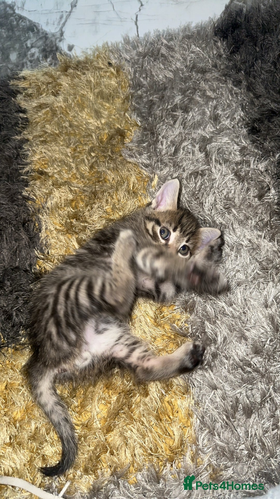 Domestic Shorthair cats for sale: Adorable tabby/bengal kittens to a good home - Image 8