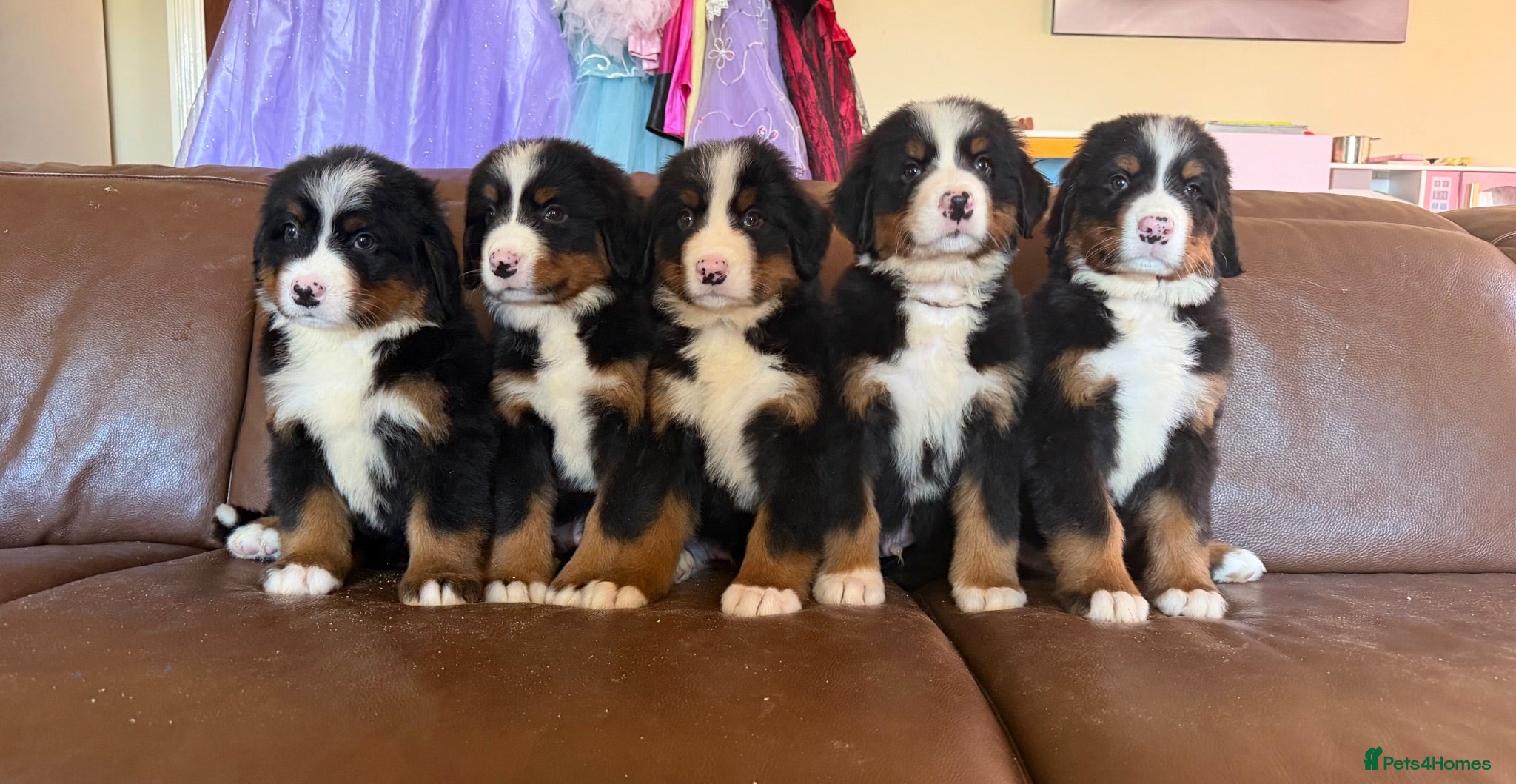 Bernese Mountain Dog dogs Kc reg Bernese puppies - Advert 1