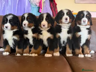 Bernese Mountain Dog dogs for sale: Kc reg Bernese puppies - Advert 1