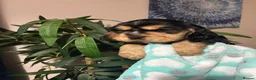 Cocker Spaniel dogs for sale: Kc reg show type cockers - Advert 14