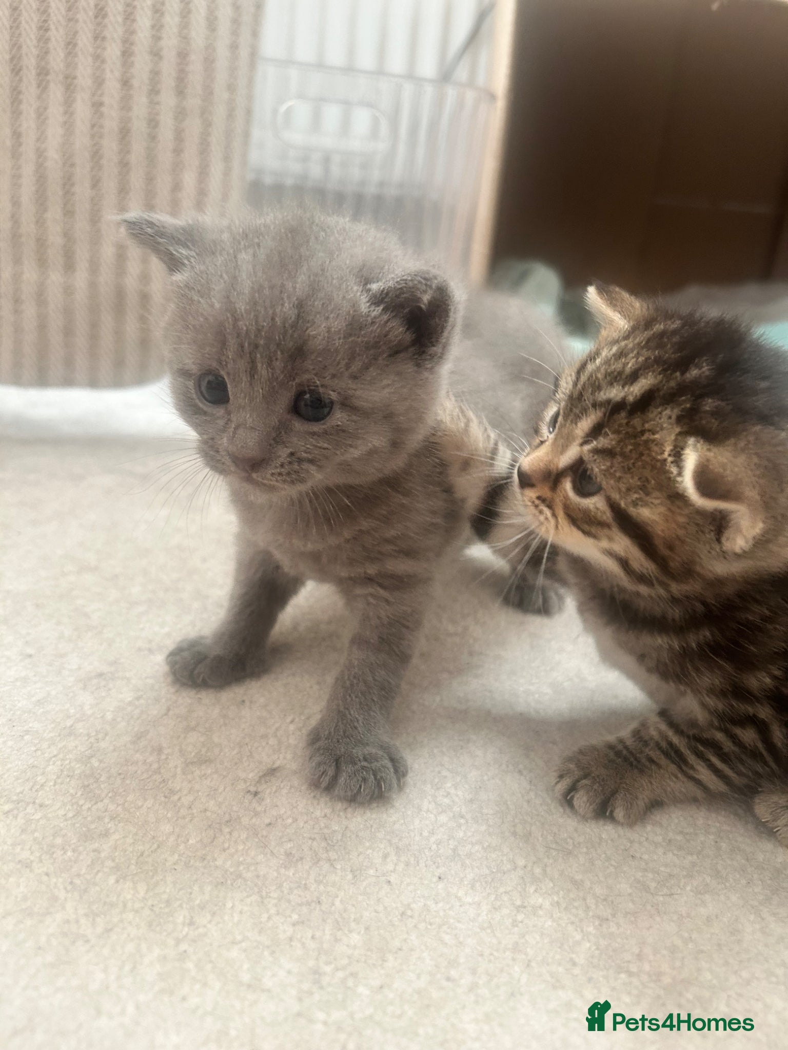 Mixed Breed cats British short hair x  - Advert 21