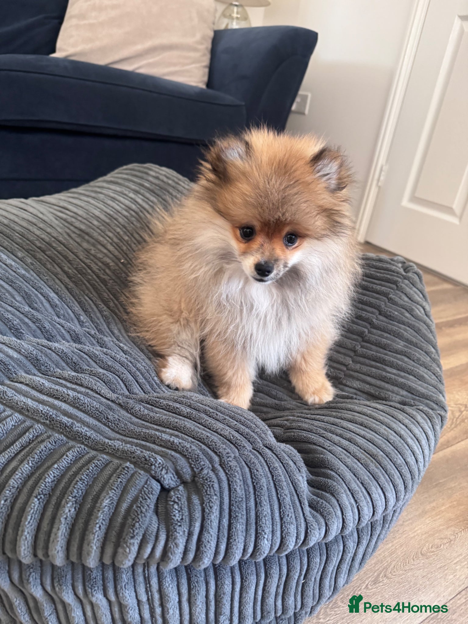 Pomeranian dogs Pomeranian puppy  - Advert 12