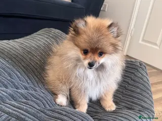 Pomeranian dogs Pomeranian puppy - Advert 1