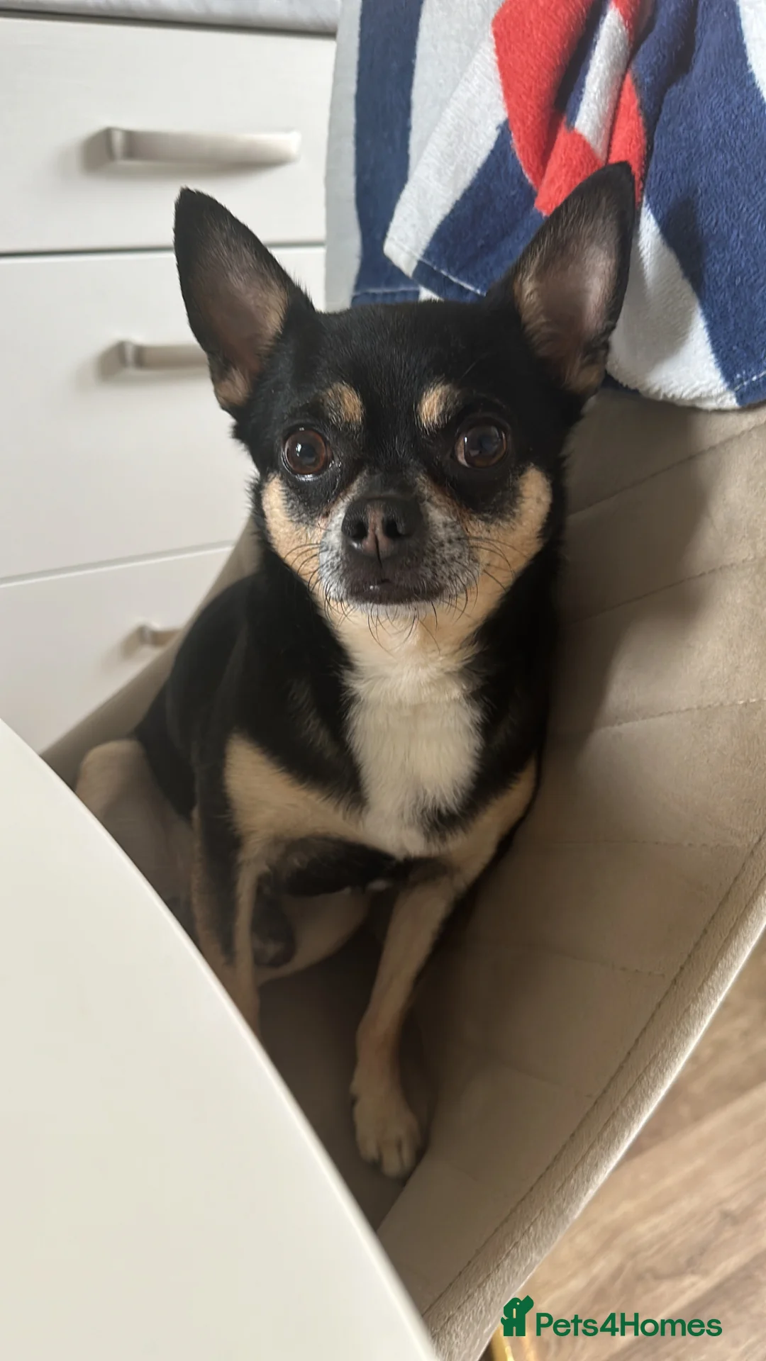 Chihuahua dogs for stud: Chihuahua available for stud | South Yorkshire - Advert 2
