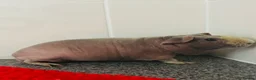 Guinea Pig rodents for sale: Skinny pigs for loving homes  - Advert 2