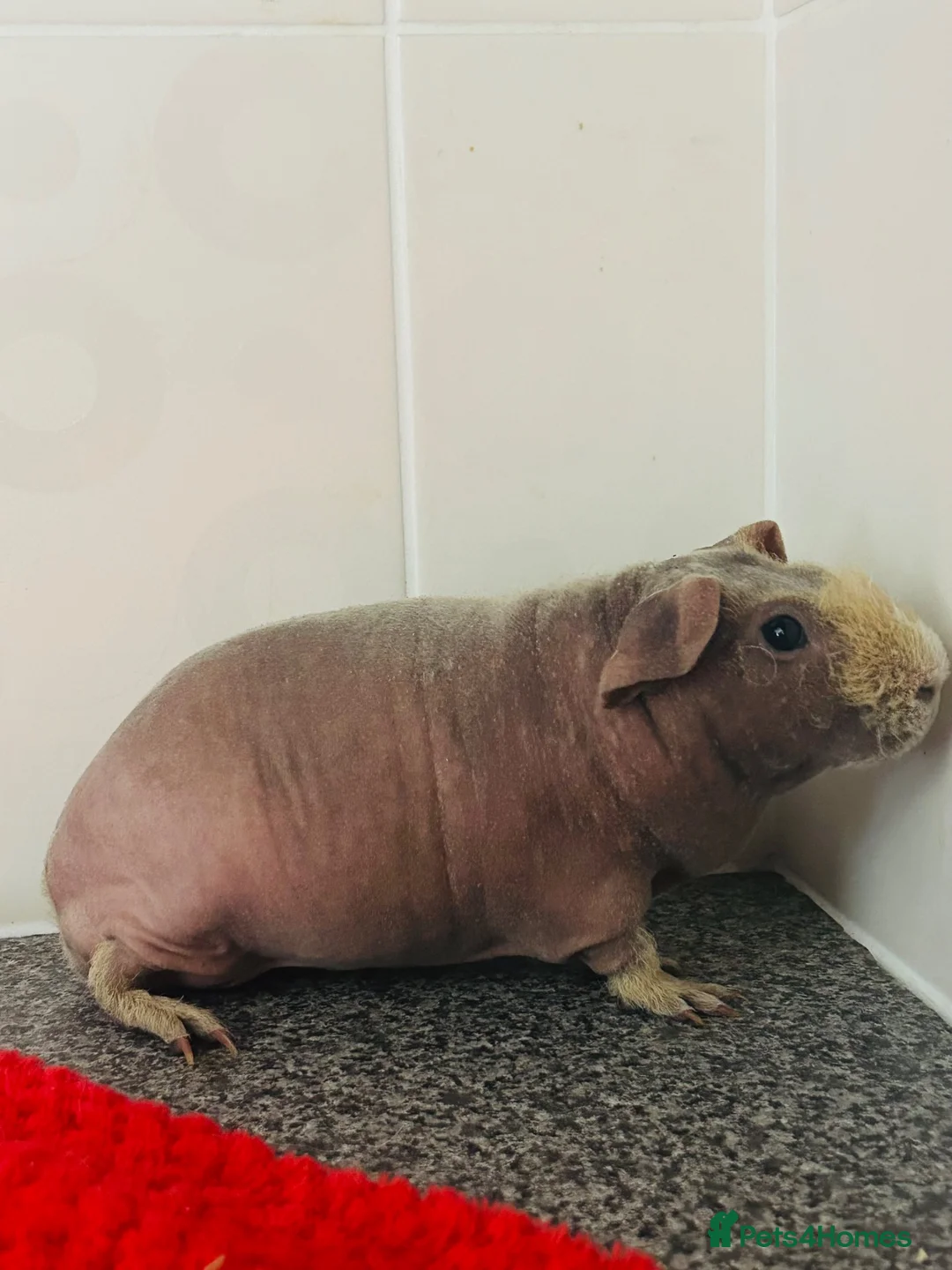 Guinea Pig rodents for sale: Skinny pigs for loving homes  - Advert 2