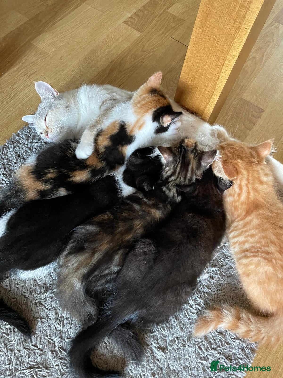 Mixed Breed cats Male and female kitten - Advert 1