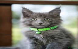 Maine Coon cats for sale: FINAL 3 REMAINING :TICA registered Mainecoons  - Image 1