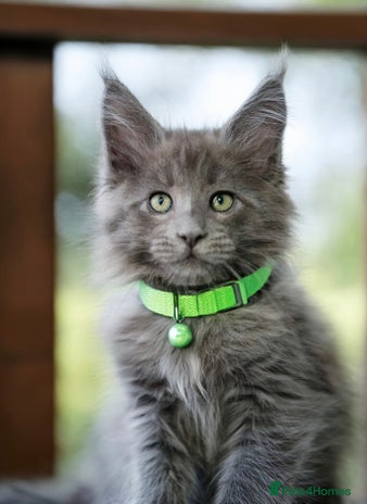 Maine Coon cats - Advert 5