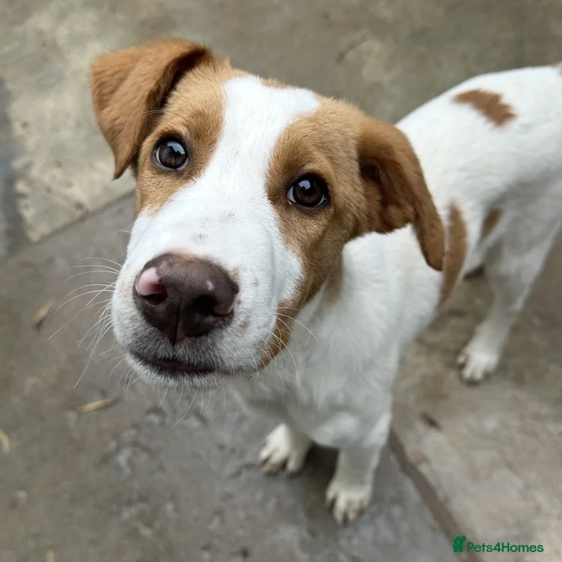 Mixed Breed dogs Merlin - Advert 2