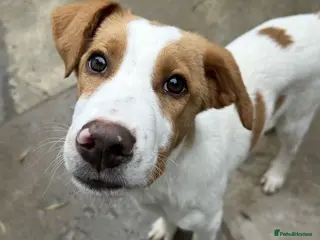 Mixed Breed dogs Merlin - Advert 2