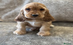 Cocker Spaniel dogs for sale: BEAUTIFUL KC SHOW TYPE COCKER SPANIELS  - Image 38