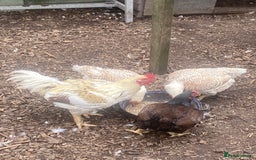 Chickens poultry for sale: Indian / Cornish game birds  - Image 3