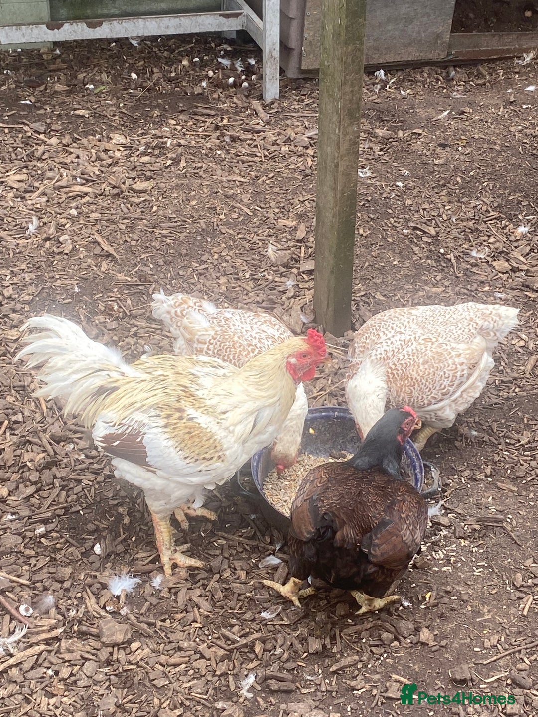 Chickens poultry for sale: Indian / Cornish game birds  - Image 3