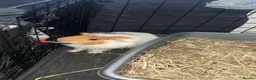Guinea Pig rodents for sale: Friendly guinea pig  in Barnsley - Advert 1