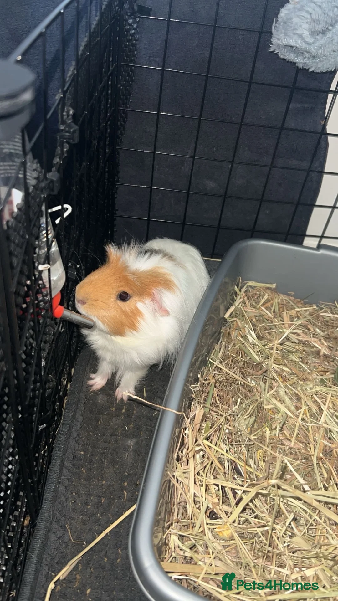 Guinea Pig rodents for sale: Friendly guinea pig  in Barnsley - Advert 1