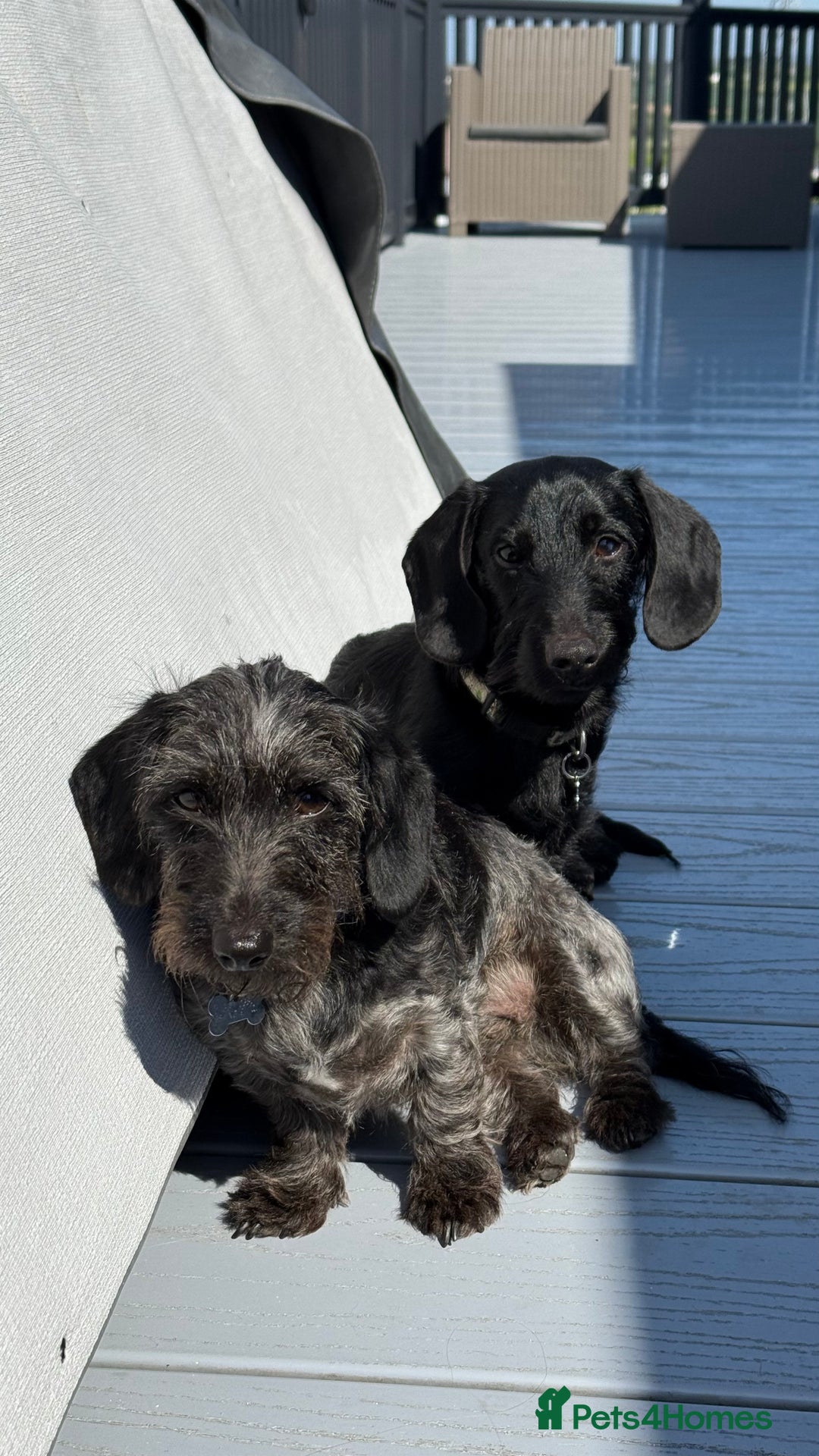 Miniature Dachshund dogs for stud: Miniature Dachshund Black Wire FOR STUD - Image 8