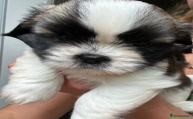 Shih Tzu dogs - Advert 14