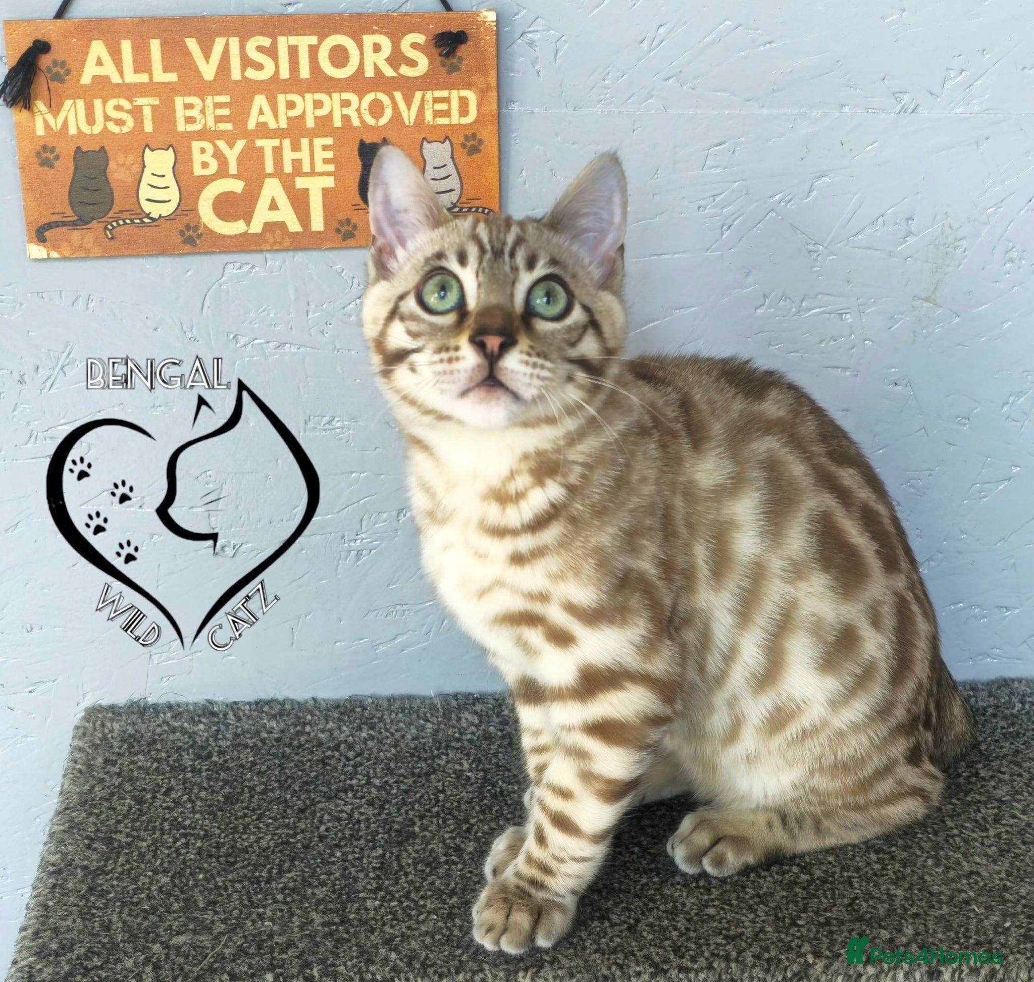 Bengal cats for sale: 4 beautiful bengal boys ready to leave now - Advert 15