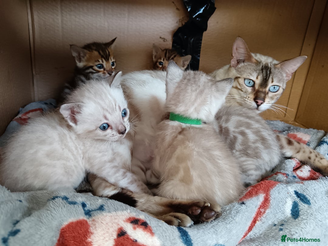 Bengal cats for sale: Tica RG pure bengals  - Image 1