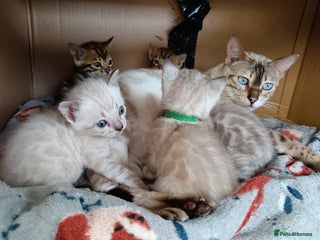 Bengal cats - Advert 8