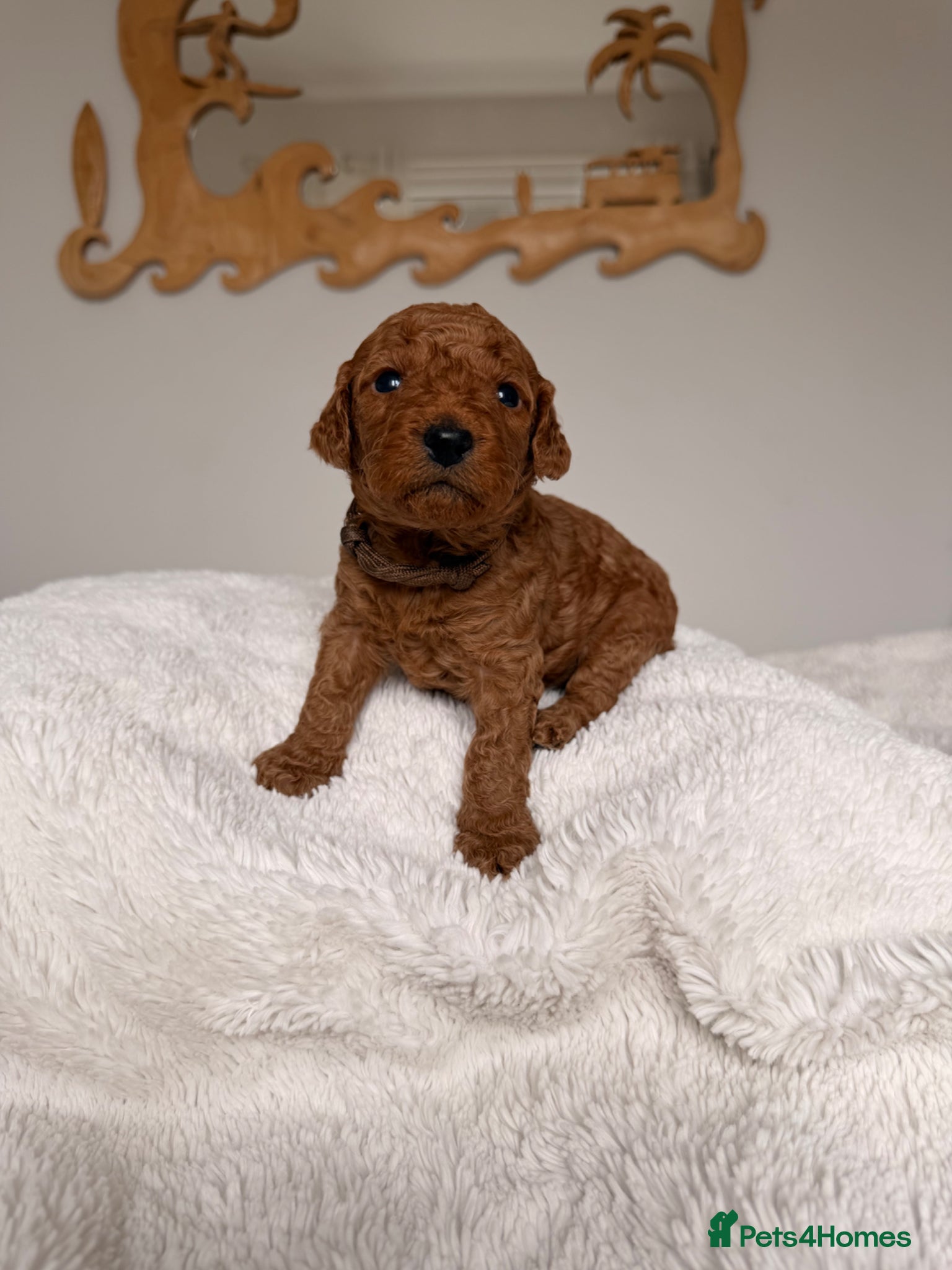 Mini Goldendoodle dogs EXCEPTIONAL AUSTRALIAN DOODLES 🐾 HEALTH TESTED🐾  - Advert 2
