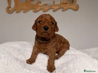Mini Goldendoodle dogs EXCEPTIONAL AUSTRALIAN DOODLES 🐾 HEALTH TESTED🐾 - Advert 2