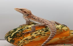 Bearded Dragon reptiles for sale: Bearded dragons hypo blue bar het trans  - Image 6