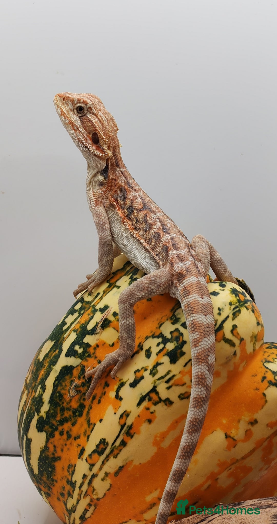 Bearded Dragon reptiles for sale: Bearded dragons hypo blue bar het trans  - Image 6