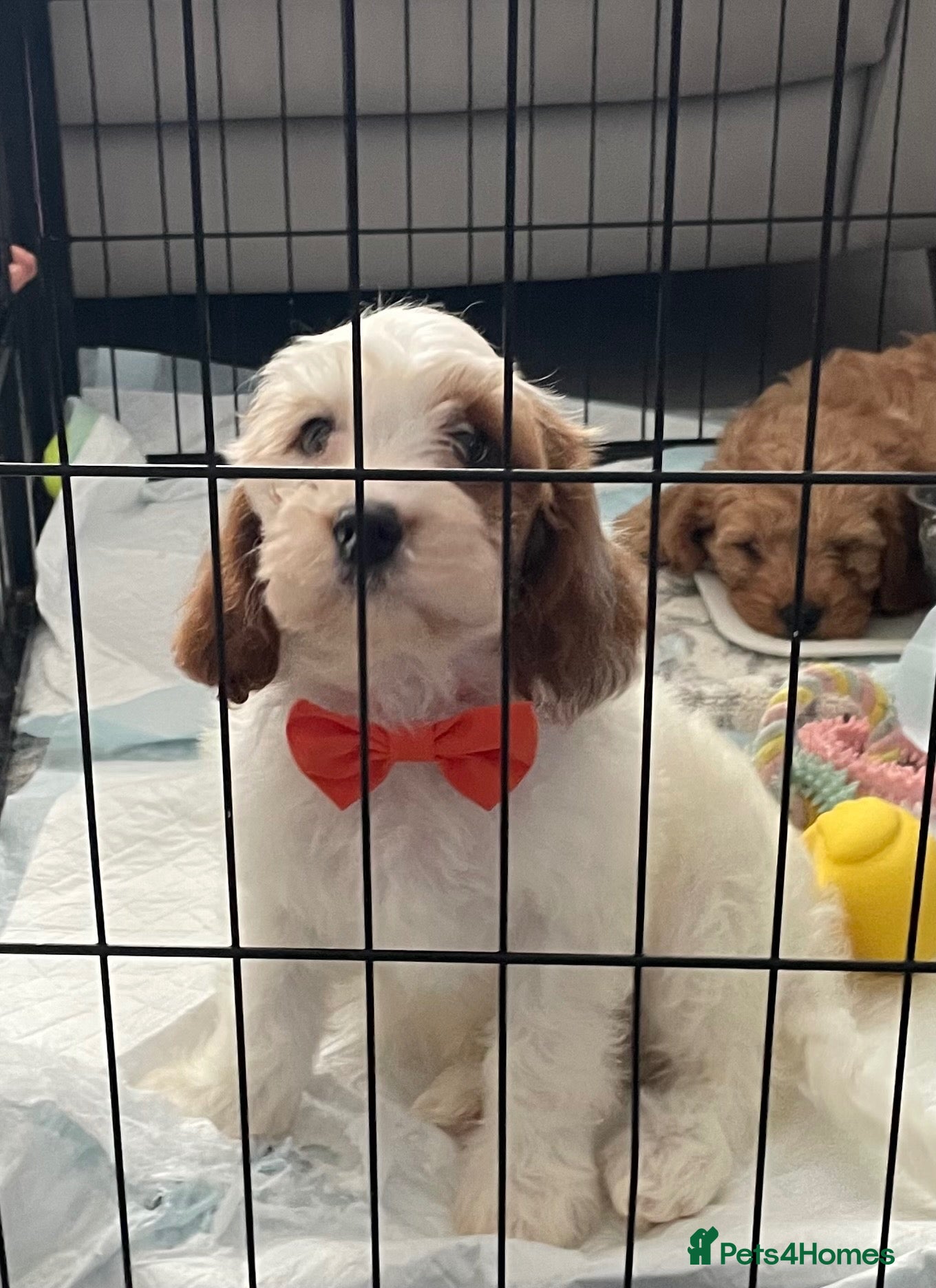 Cavapoo dogs 🐩🐶🐾FULLY HEALTH CLEAR F1 CAVAPOO🐾🐶🐩  - Advert 3