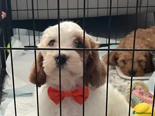 Cavapoo dogs 🐩🐶🐾FULLY HEALTH CLEAR F1 CAVAPOO🐾🐶🐩 - Advert 3