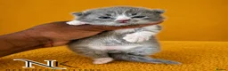 British Shorthair cats for sale: Exceptional GCCF REGISTERED BSH KITTENS - Advert 15