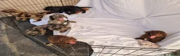 Cockapoo dogs for sale: Cockerpoo pups  - Advert 11