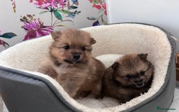 Pomeranian dogs for sale: 2 beautiful Pomeranian Puppy’s  - Image 5