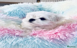Maltese dogs for sale: 🌟Stunning Tiny Korean Maltese KC Reg🌟 - Advert 4