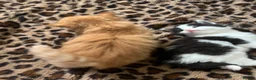 Mixed Breed cats for sale: Beautiful Kittens for sale- ready for loving homes in Chelmsford - Advert 7