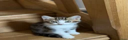 Mixed Breed cats for sale: Cute cats  - Advert 5