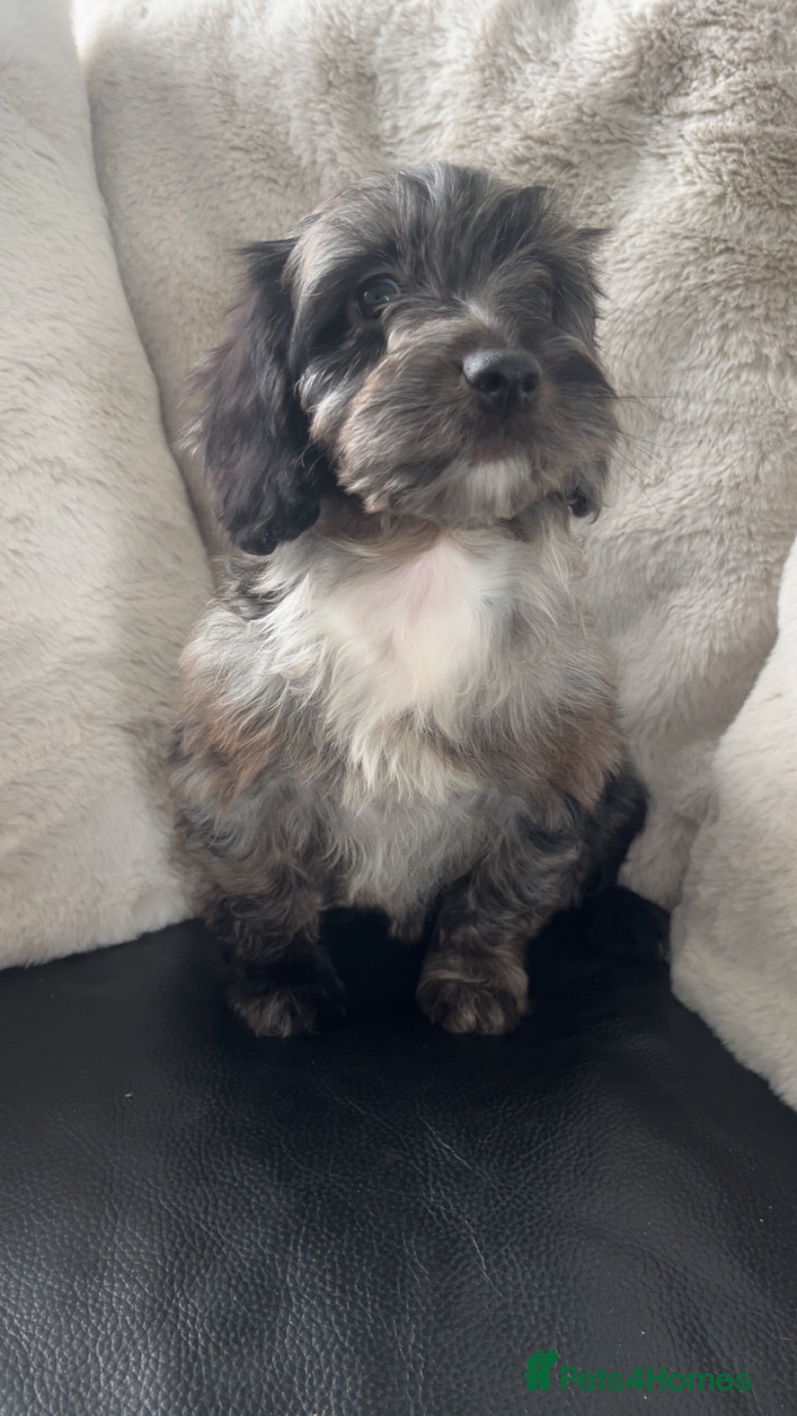 Cockapoo dogs F1 Health tested cockapoos! Last girl reduced !😍 - Advert 1