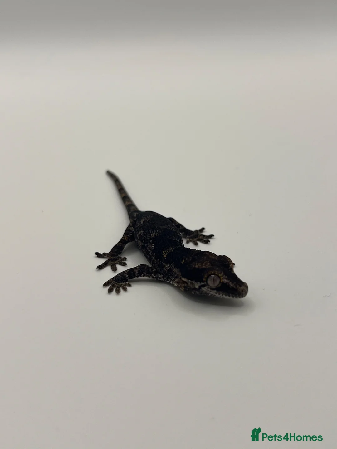 Gecko reptiles for sale: Tame Gargoyle gecko baby with grow out setup £145 - Advert 2