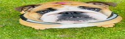 English Bulldog dogs for sale: Stunning KC Registered English Bulldog Bitch - Advert 1