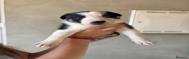 Mixed Breed Puppy 1